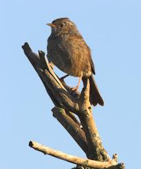Attēlu rezultāti vaicājumam “Prunella modularis adult”