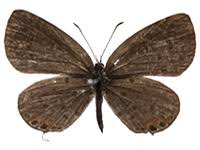 Attēlu rezultāti vaicājumam “Everes argiades”