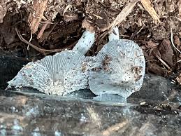 Attēlu rezultāti vaicājumam “Lycogala conicum sessile”