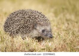 Attēlu rezultāti vaicājumam “Erinaceus sp.”