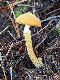 Attēlu rezultāti vaicājumam “Cystoderma amianthinum”