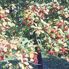 Attēlu rezultāti vaicājumam “Crataegus macracantha”