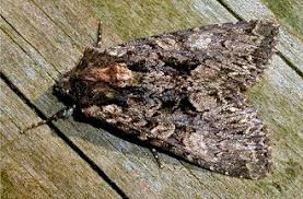 Attēlu rezultāti vaicājumam “Mniotype satura”