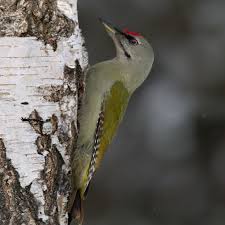 Attēlu rezultāti vaicājumam “Picus canus”