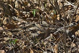 Attēlu rezultāti vaicājumam “Scolopax rusticola nest”