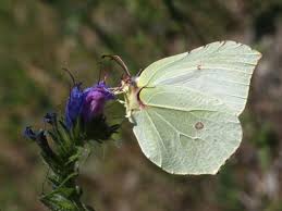 Attēlu rezultāti vaicājumam “Gonepteryx rhamni male”