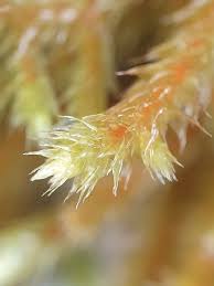 Attēlu rezultāti vaicājumam “Antitrichia curtipendula macro”