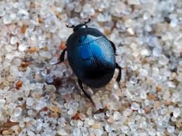 Attēlu rezultāti vaicājumam “Hypocaccus rugiceps”