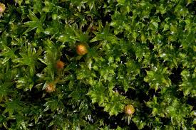 Attēlu rezultāti vaicājumam “Orthotrichum pumilum”