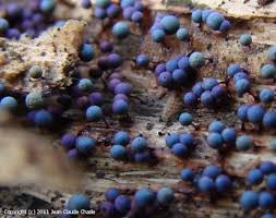 Attēlu rezultāti vaicājumam “Lamproderma arcyrioides macro”