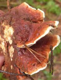 Attēlu rezultāti vaicājumam “Heterobasidion annosum”