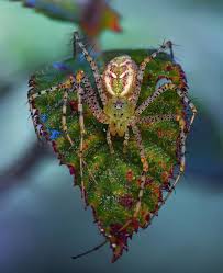 Attēlu rezultāti vaicājumam “Trichia longipalpis macro”