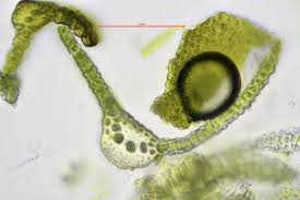 Attēlu rezultāti vaicājumam “Oxystegus tenuirostris”