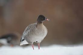 Attēlu rezultāti vaicājumam “Anser brachyrhynchus”