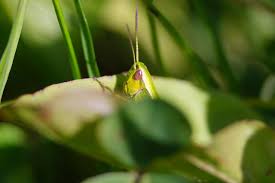 Attēlu rezultāti vaicājumam “Chrysochraon dispar”