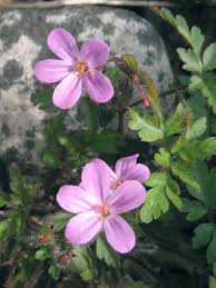 Attēlu rezultāti vaicājumam “Geranium robertianum flower”