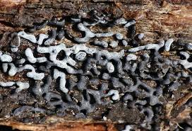 Attēlu rezultāti vaicājumam “Badhamia bethelii stalked”