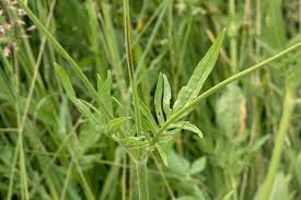 Attēlu rezultāti vaicājumam “Knautia arvensis leaf”