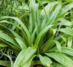 Attēlu rezultāti vaicājumam “Carex loliacea leaf”