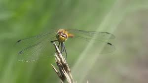 Attēlu rezultāti vaicājumam “Sympetrum vulgatum”