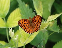 Attēlu rezultāti vaicājumam “Brenthis ino upperside”