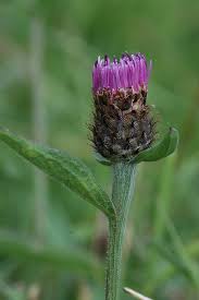 Attēlu rezultāti vaicājumam “Centaurea phrygia bud”
