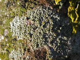 Attēlu rezultāti vaicājumam “Lecanora chlarotera”