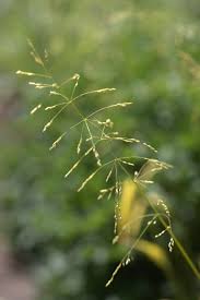 Attēlu rezultāti vaicājumam “Milium effusum flower”