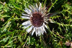Image result for Silberdistel