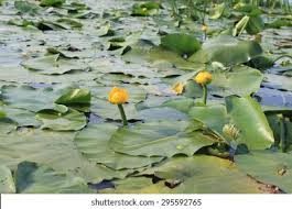 Attēlu rezultāti vaicājumam “Nuphar lutea flower”