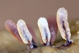 Attēlu rezultāti vaicājumam “Stemonitopsis typhina var. similis macro”