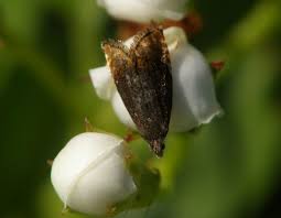 Attēlu rezultāti vaicājumam “Pammene rhediella”