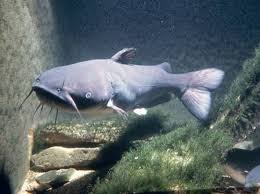 Image result for Ictalurus punctatus