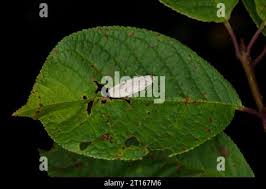 Attēlu rezultāti vaicājumam “Pelosia muscerda”