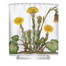 Attēlu rezultāti vaicājumam “Tussilago farfara”