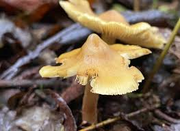 Attēlu rezultāti vaicājumam “Hapalopilus aurantiacus”