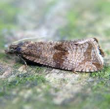 Attēlu rezultāti vaicājumam “Celypha striana”