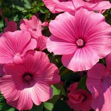 Image result for Lavatera trimestris