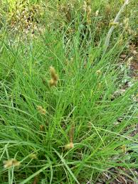 Attēlu rezultāti vaicājumam “Carex leporina”