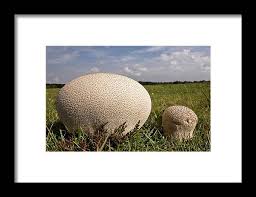 Attēlu rezultāti vaicājumam “Calvatia utriformis”