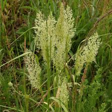 Attēlu rezultāti vaicājumam “Trisetum flavescens flower”