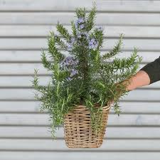 Image result for Rosmarin