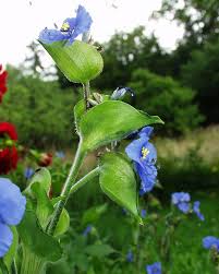 Attēlu rezultāti vaicājumam “Commelina coelestis”