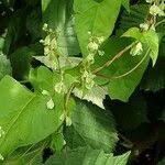 Attēlu rezultāti vaicājumam “Fallopia dumetorum fruit”