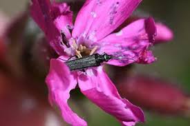 Attēlu rezultāti vaicājumam “Oedemera sp.”