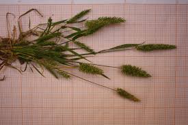 Attēlu rezultāti vaicājumam “Cribraria costata stalked”