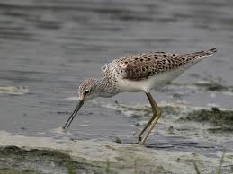 Attēlu rezultāti vaicājumam “Tringa stagnatilis adult”