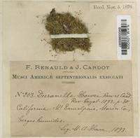 Attēlu rezultāti vaicājumam “Dicranella staphylina cells”