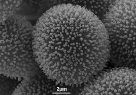 Attēlu rezultāti vaicājumam “Diderma testaceum spores”