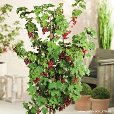 Bildergebnis für rote johannisbeeren